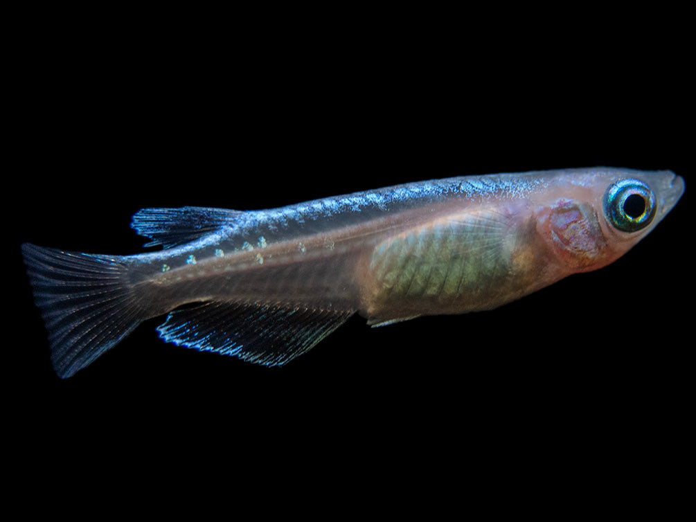 Blue Miyuki Medaka Ricefish aka Japanese Ricefish/Killifish (Oryzias latipes), Tank-Bred