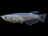 Blue Miyuki Medaka Ricefish aka Japanese Ricefish/Killifish (Oryzias latipes), Tank-Bred