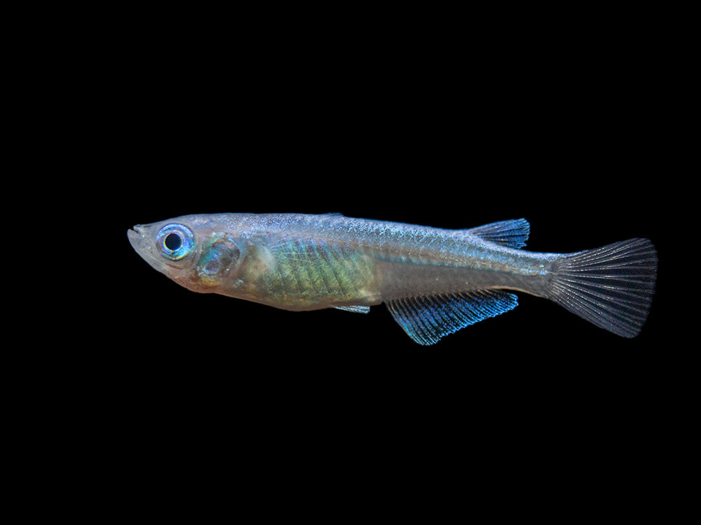 Blue Miyuki Medaka Ricefish aka Japanese Ricefish/Killifish (Oryzias latipes), Tank-Bred