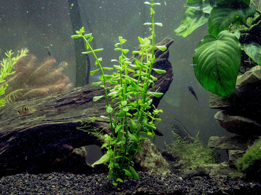 EASY Aquarium Plant Package (5-10 Gallon) - Java Moss, Moneywort, Anubias, and Java Fern