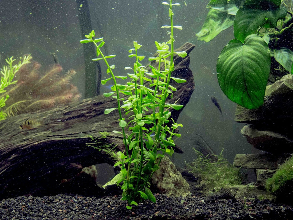  VANZACK 1 Household Green Plants Crafts Moss Fish