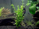 EASY Aquarium Plant Package (5-10 Gallon) - Java Moss, Moneywort, Anubias Sp., Java Fern and 1 Nano Marimo
