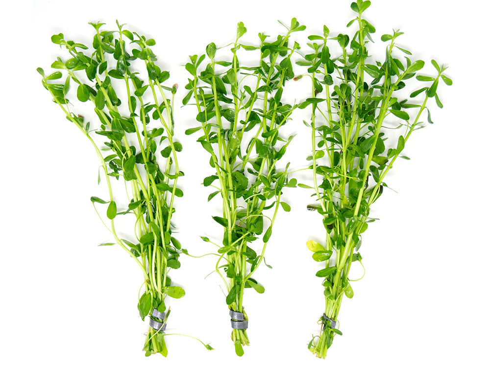 Bacopa Moneywort Easy Freshwater Live Aquarium Plants Green Stem Nano Tank  Plant