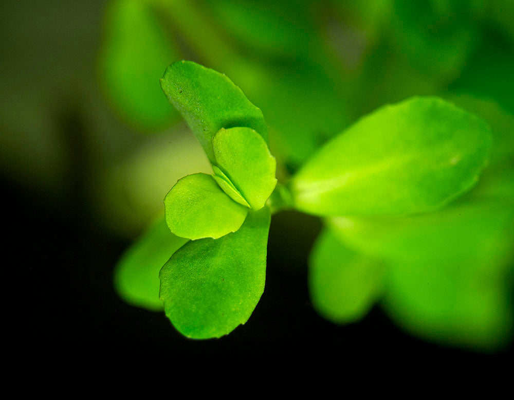 Moneywort (Bacopa monnieri)