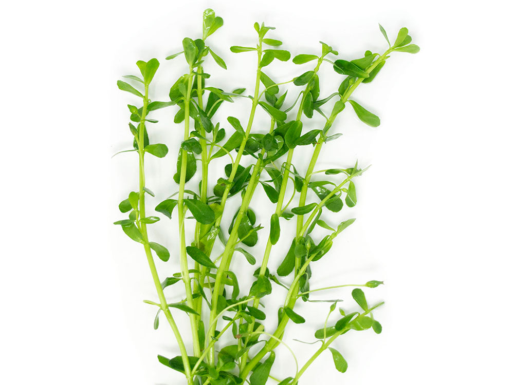 Moneywort (Bacopa monnieri)