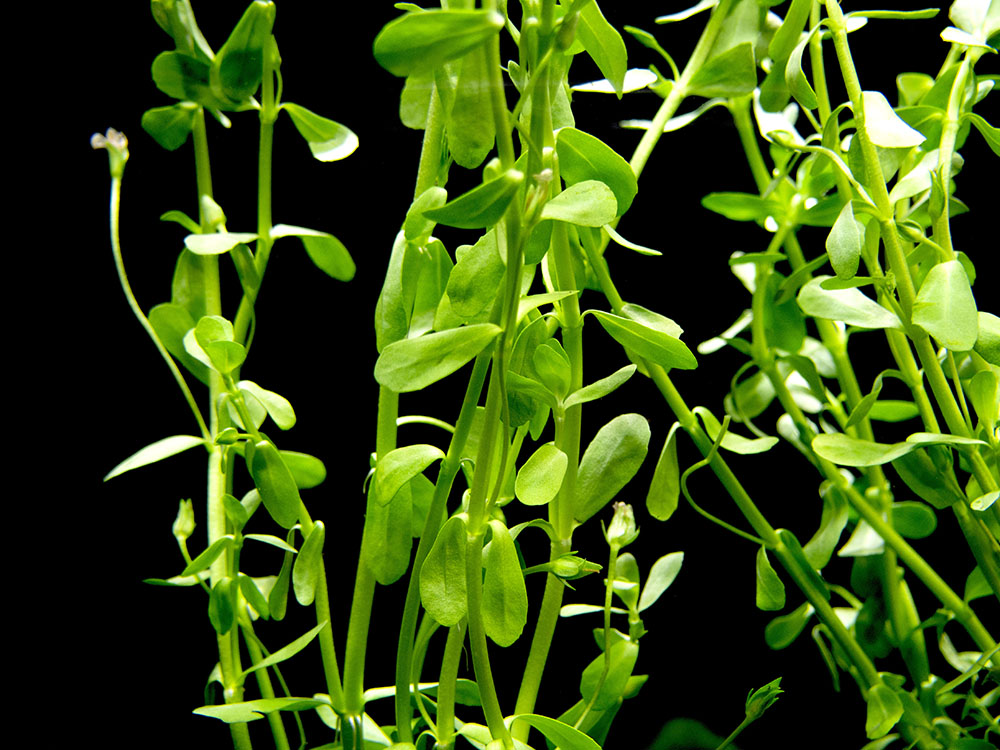 Moneywort (Bacopa monnieri)