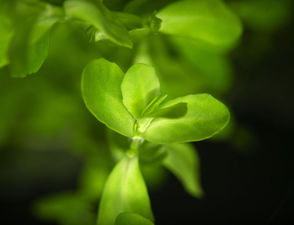 Moneywort (Bacopa monnieri)