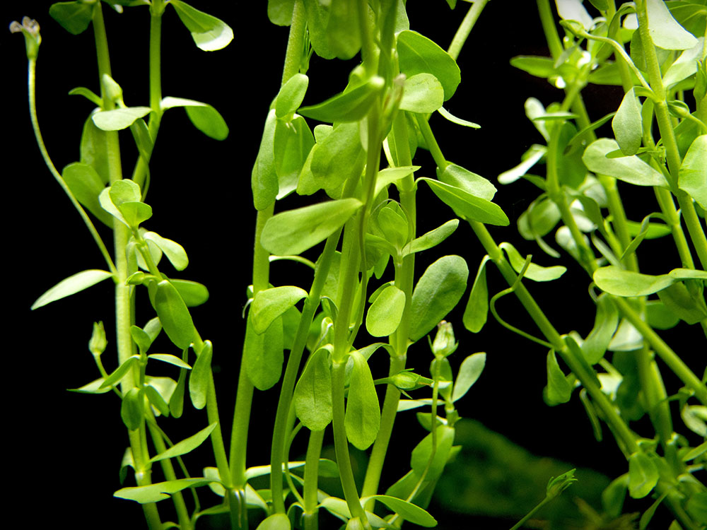 Moneywort (Bacopa monnieri)