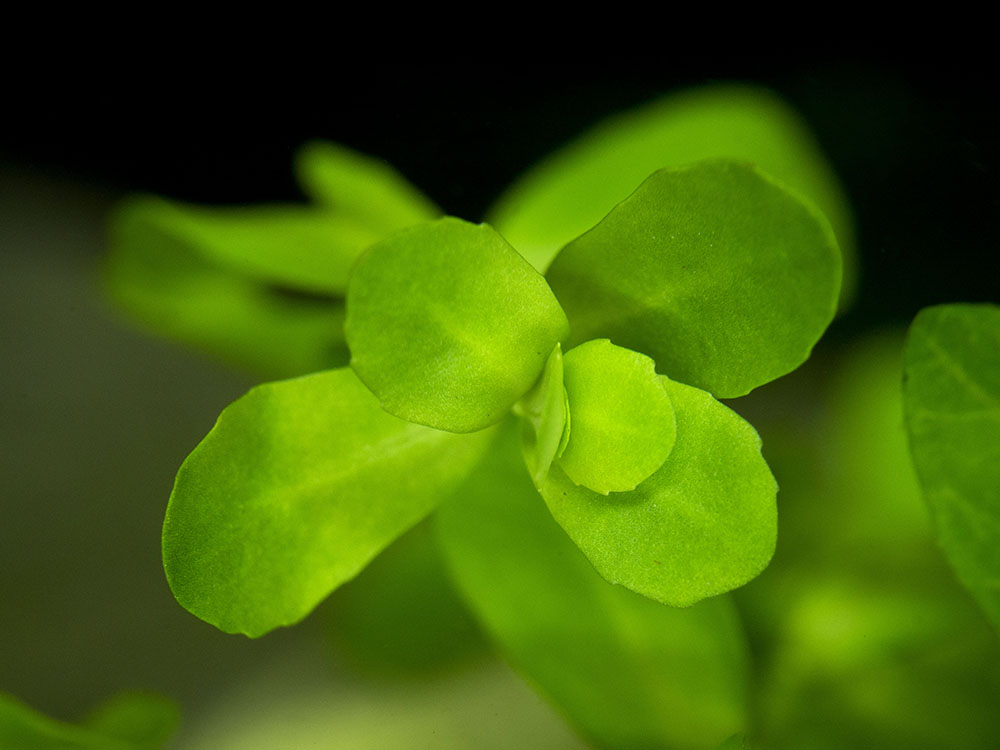 Moneywort (Bacopa monnieri)