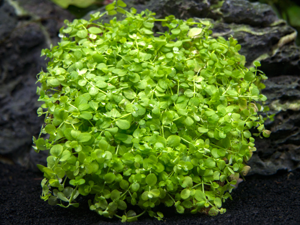 Taiwan AKA Triangle Moss Mat (Taxiphyllum alternans) - 3.6 x 3.6 inch Mat  or 1.5 inch Round Slate