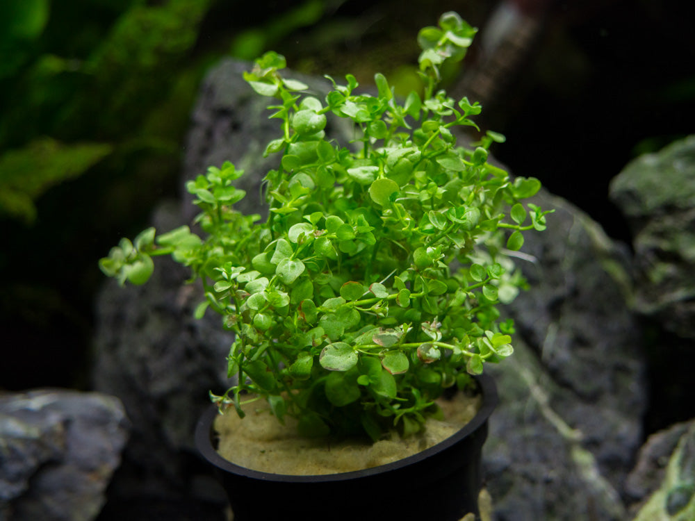 Monte Carlo (Micranthemum “Monte Carlo”), pot