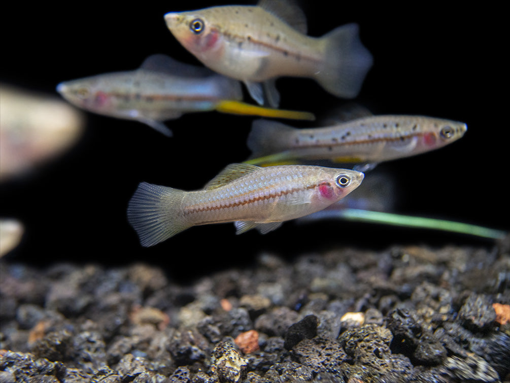 Montezuma Green Swordtail (Xiphophorus montezumae), Tank-Bred