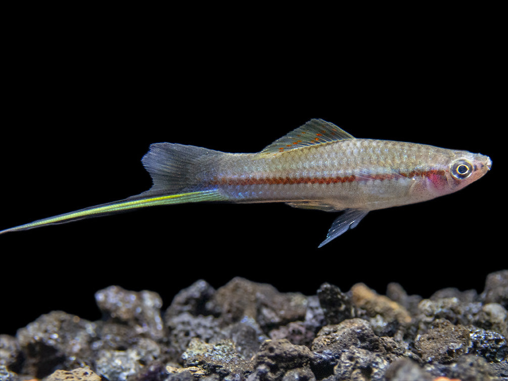 Montezuma Green Swordtail (Xiphophorus montezumae), Tank-Bred