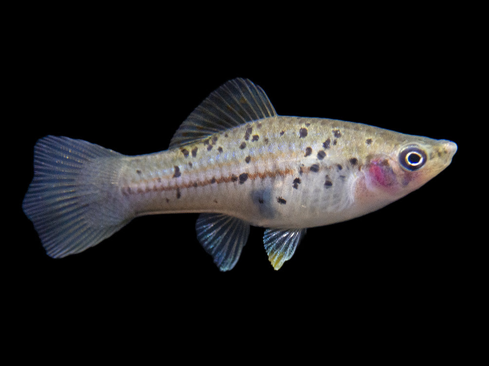 Montezuma Green Swordtail (Xiphophorus montezumae), Tank-Bred