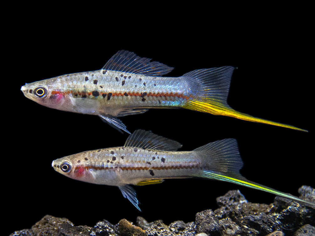 Montezuma Green Swordtail (Xiphophorus montezumae) - Aquatic Arts