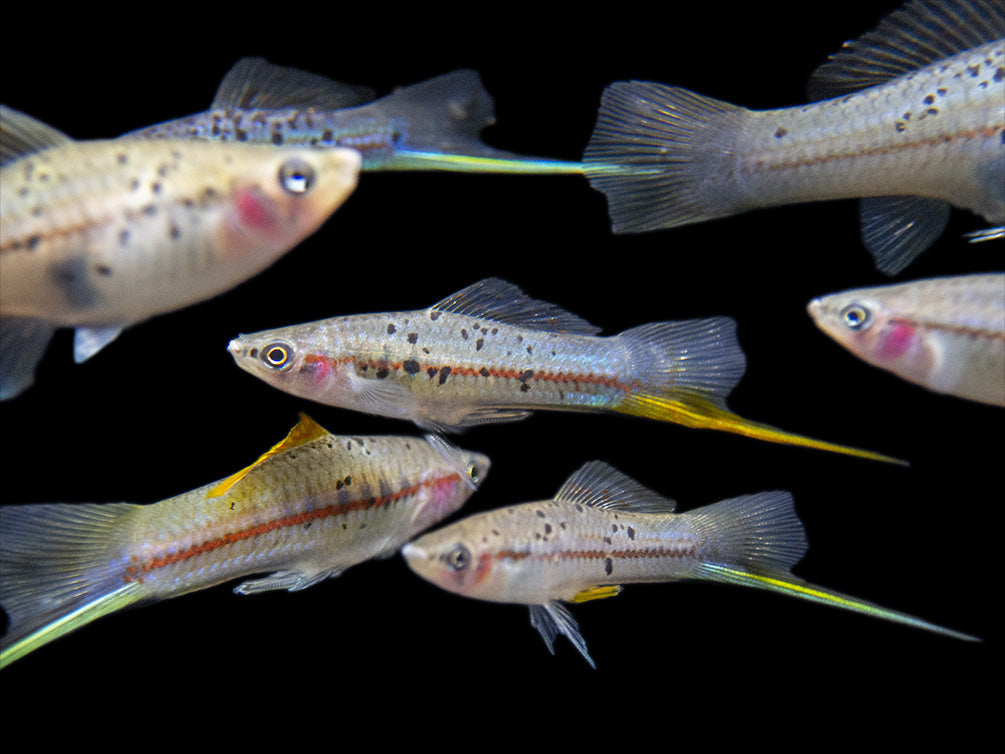 Montezuma Green Swordtail (Xiphophorus montezumae), Tank-Bred