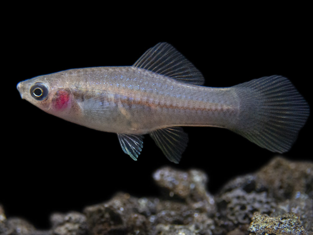 Montezuma Green Swordtail (Xiphophorus montezumae), Tank-Bred