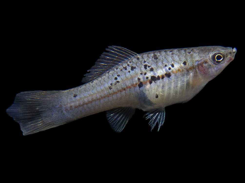 Montezuma Green Swordtail (Xiphophorus montezumae), Tank-Bred