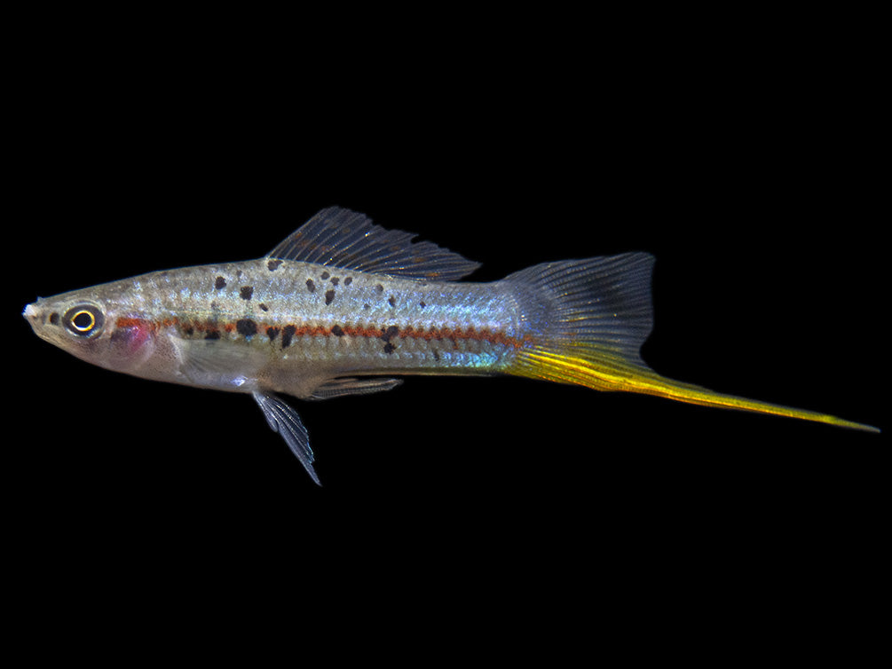 Montezuma Green Swordtail (Xiphophorus montezumae), Tank-Bred