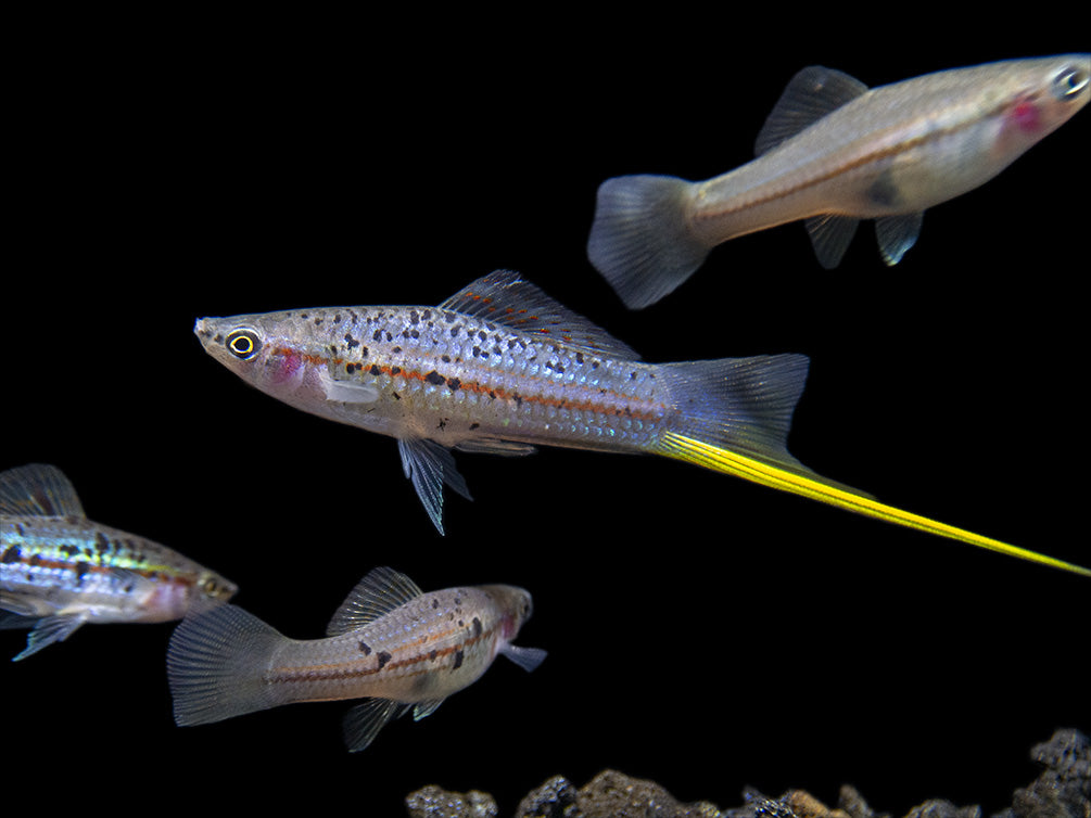 Montezuma Green Swordtail (Xiphophorus montezumae), Tank-Bred