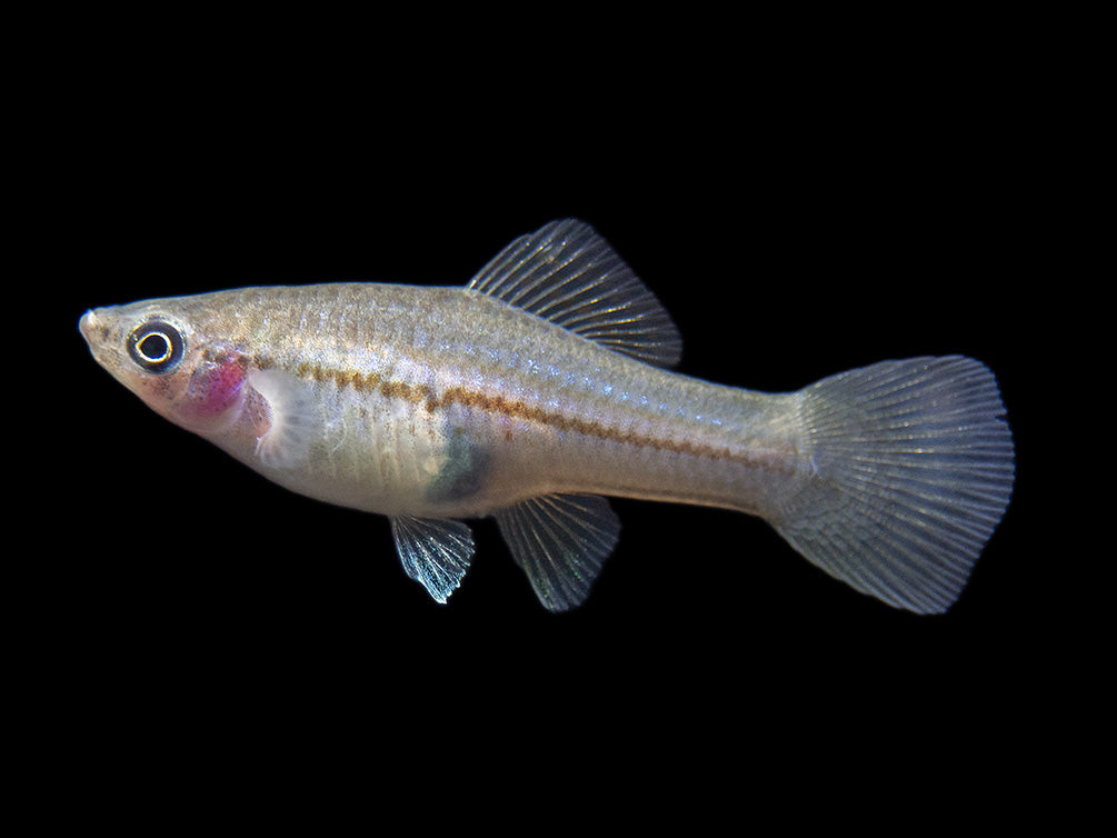 Montezuma Green Swordtail (Xiphophorus montezumae), Tank-Bred