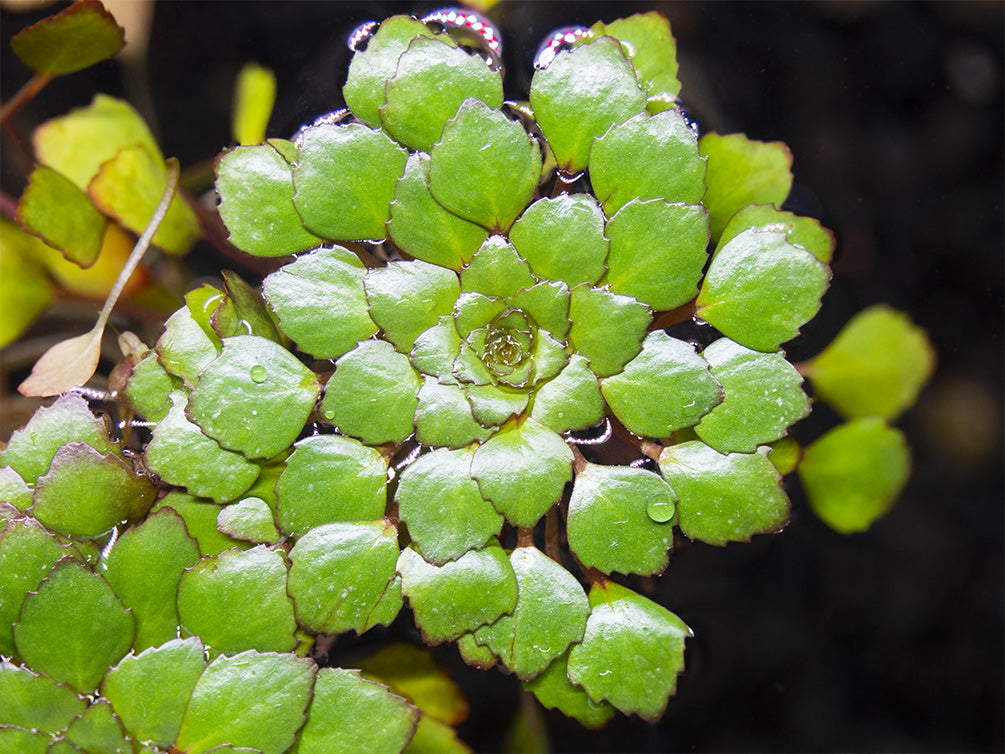 Mosaic Ludwigia (Ludwigia sedioides), bunch