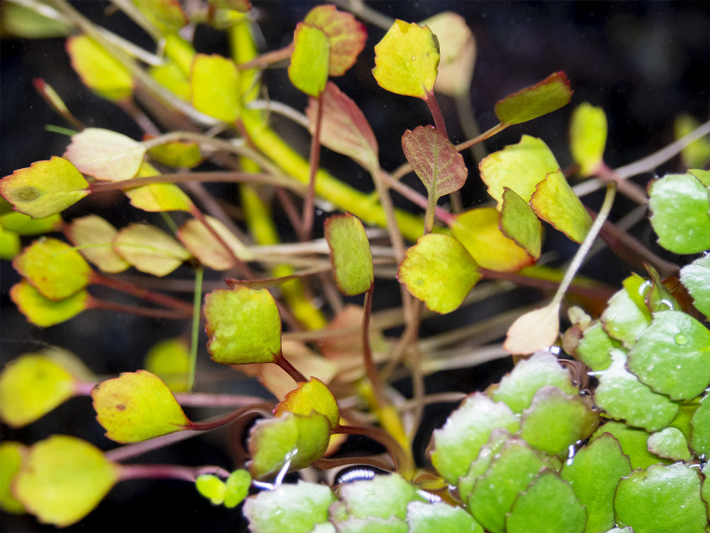 Mosaic Ludwigia (Ludwigia sedioides), bunch