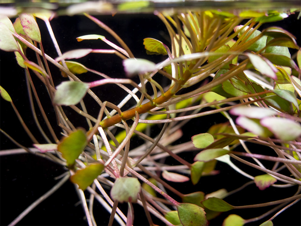 Mosaic Ludwigia (Ludwigia sedioides), bunch