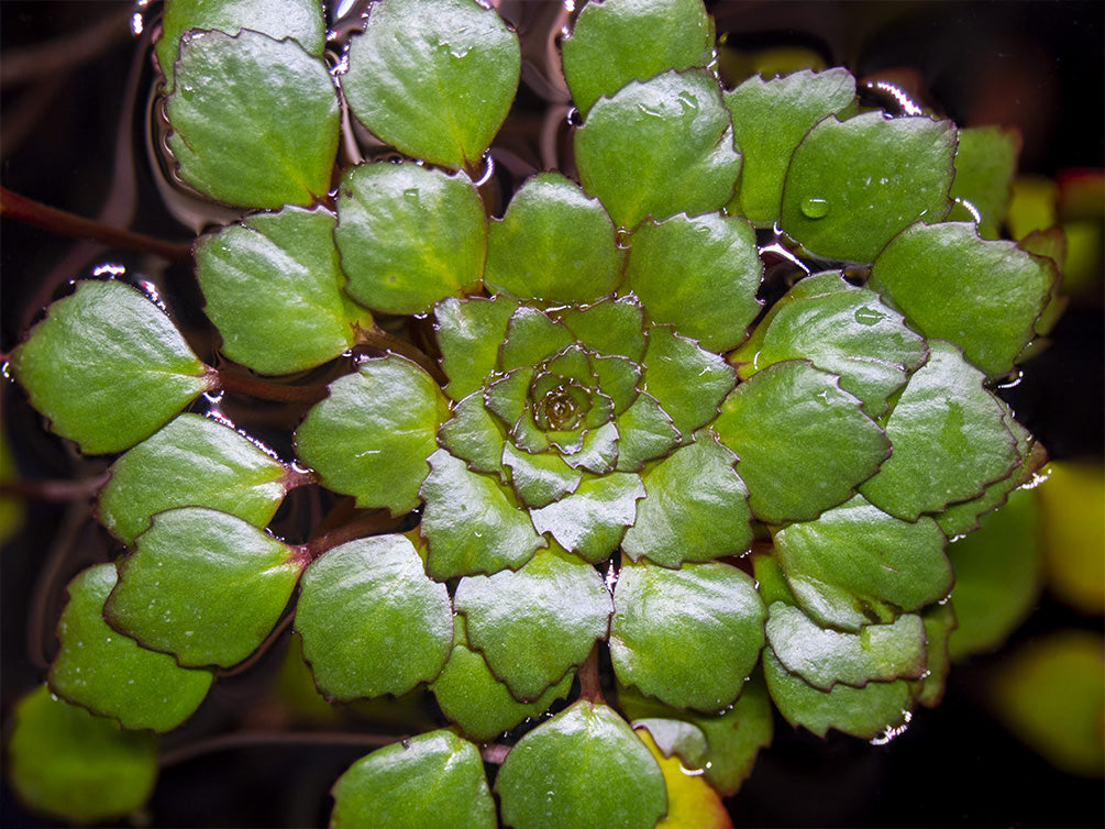 Mosaic Ludwigia (Ludwigia sedioides), bunch