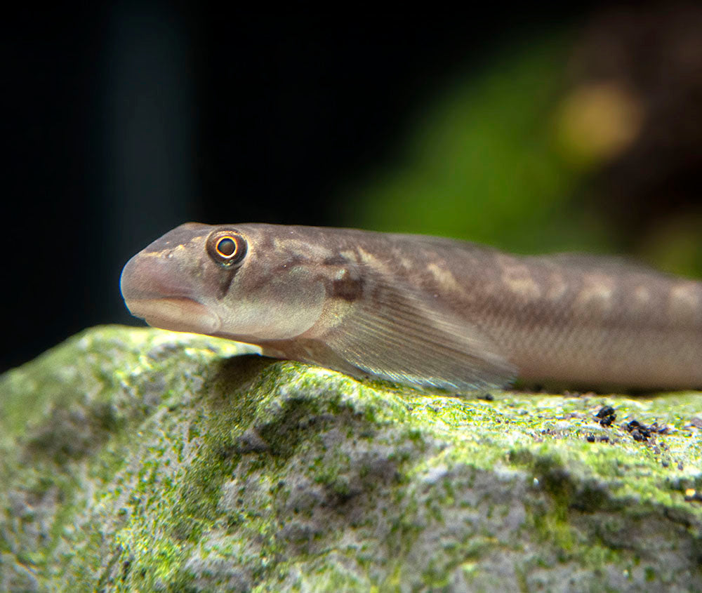 Red-Tailed Rock Goby (Sicyopterus lagocephalus)