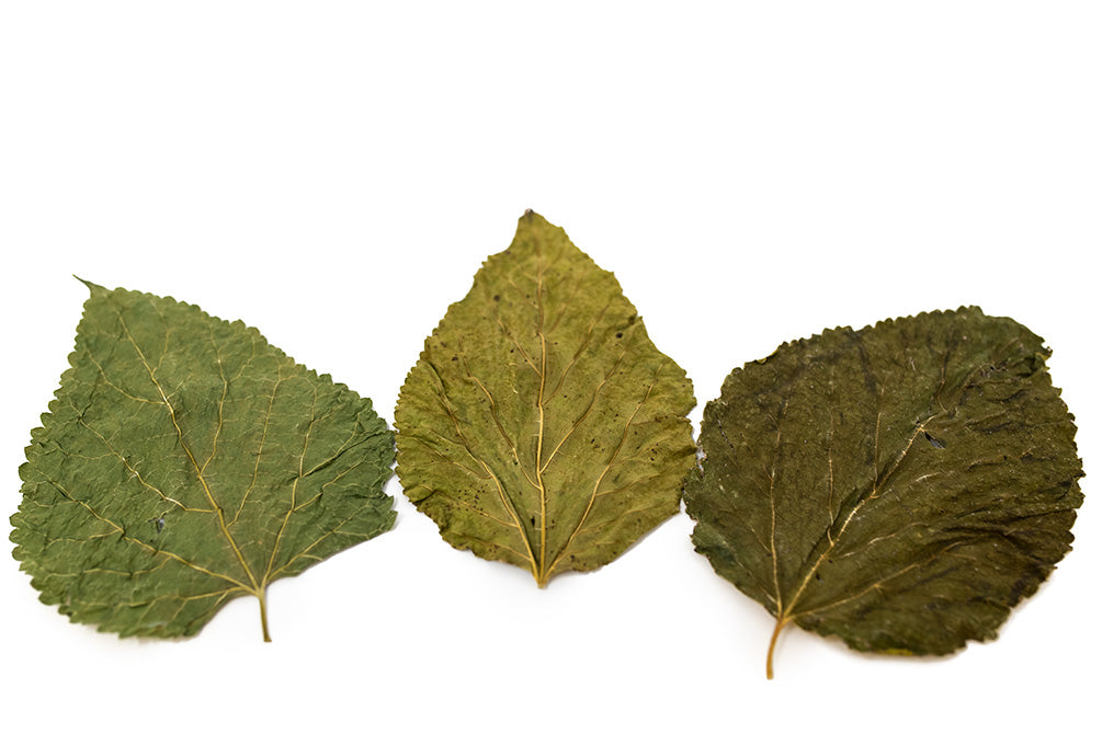 mulberry leaves for shrimp 