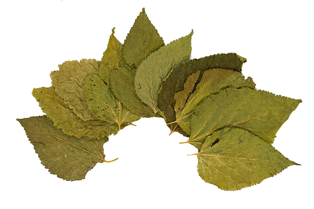 mulberry leaves for aquarium 