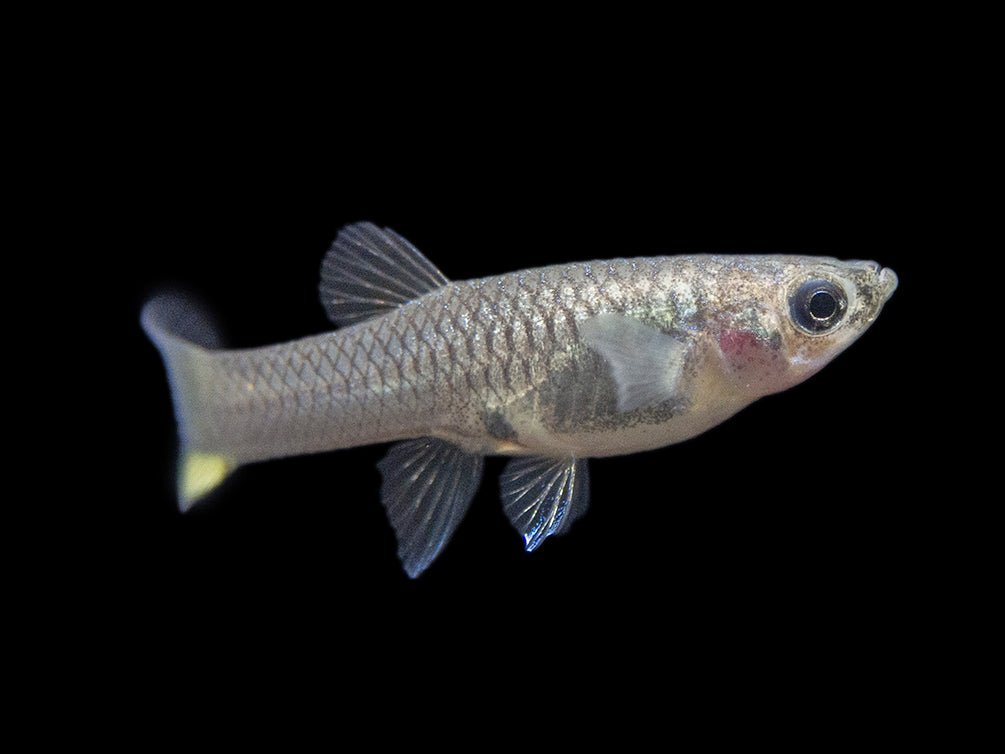 Multi-Color Endler (Poecilia wingei), Males and Females - Tank-Bred!