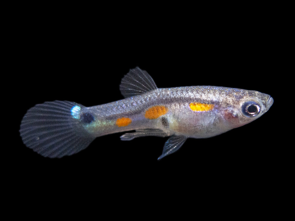 Multi-Color Endler (Poecilia wingei), Males and Females - Tank-Bred!