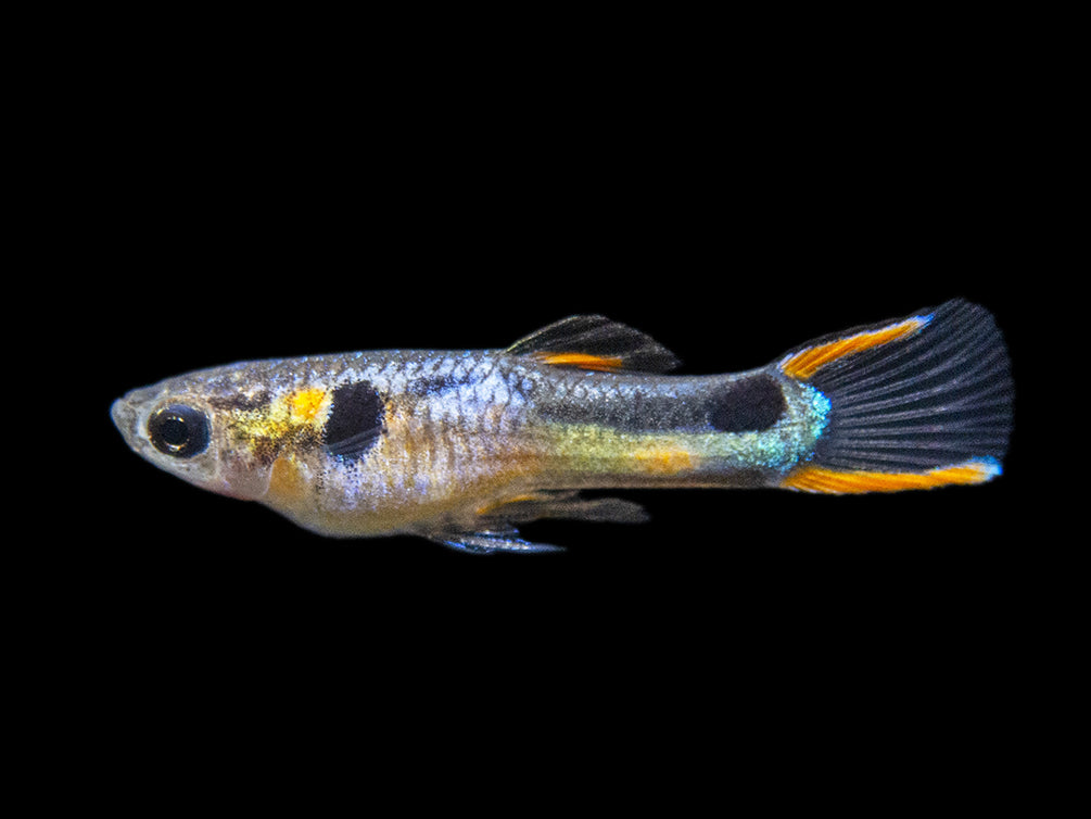 Multi-Color Endler (Poecilia wingei), Males and Females - Tank-Bred!