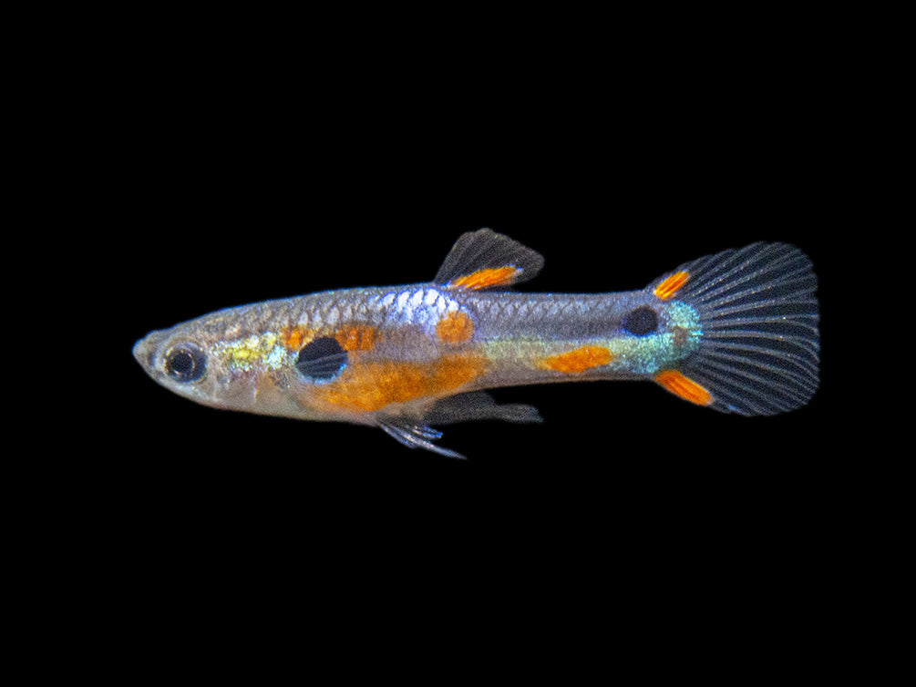 Multi-Color Endler (Poecilia wingei), Males and Females - Tank-Bred!