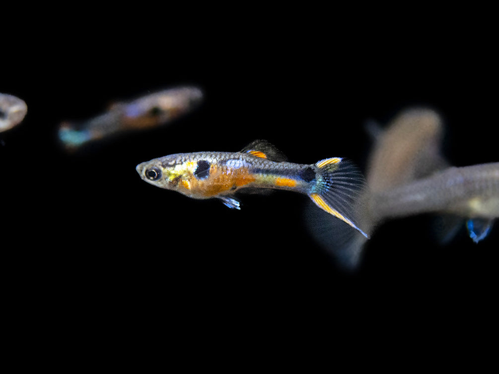 Multi-Color Endler (Poecilia wingei), Males and Females - Tank-Bred!
