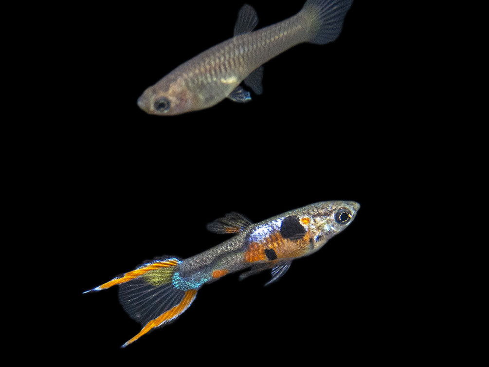 Multi-Color Endler (Poecilia wingei), Males and Females - Tank-Bred!