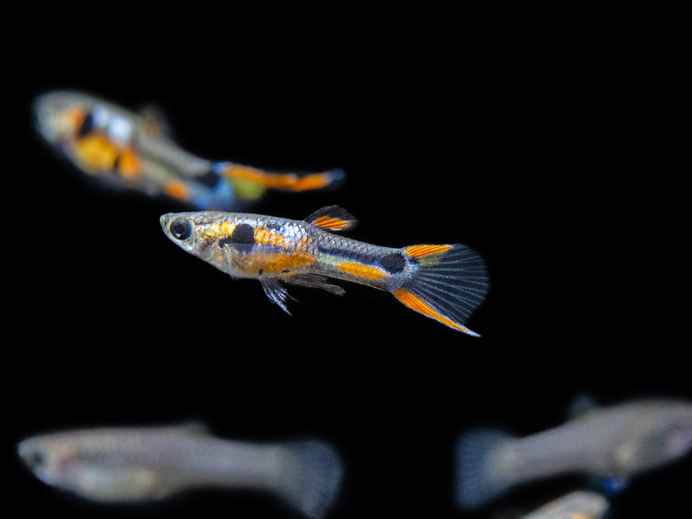 Multi-Color Endler (Poecilia wingei), Males and Females - Tank-Bred!