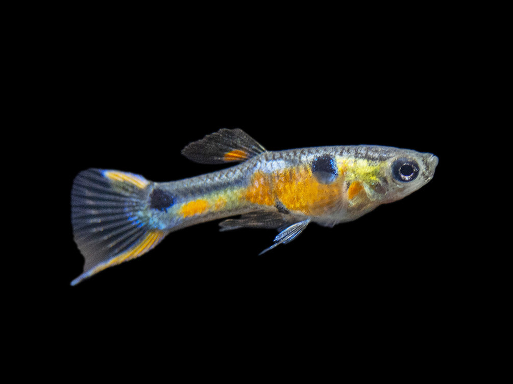 Multi-Color Endler (Poecilia wingei), Males and Females - Tank-Bred!