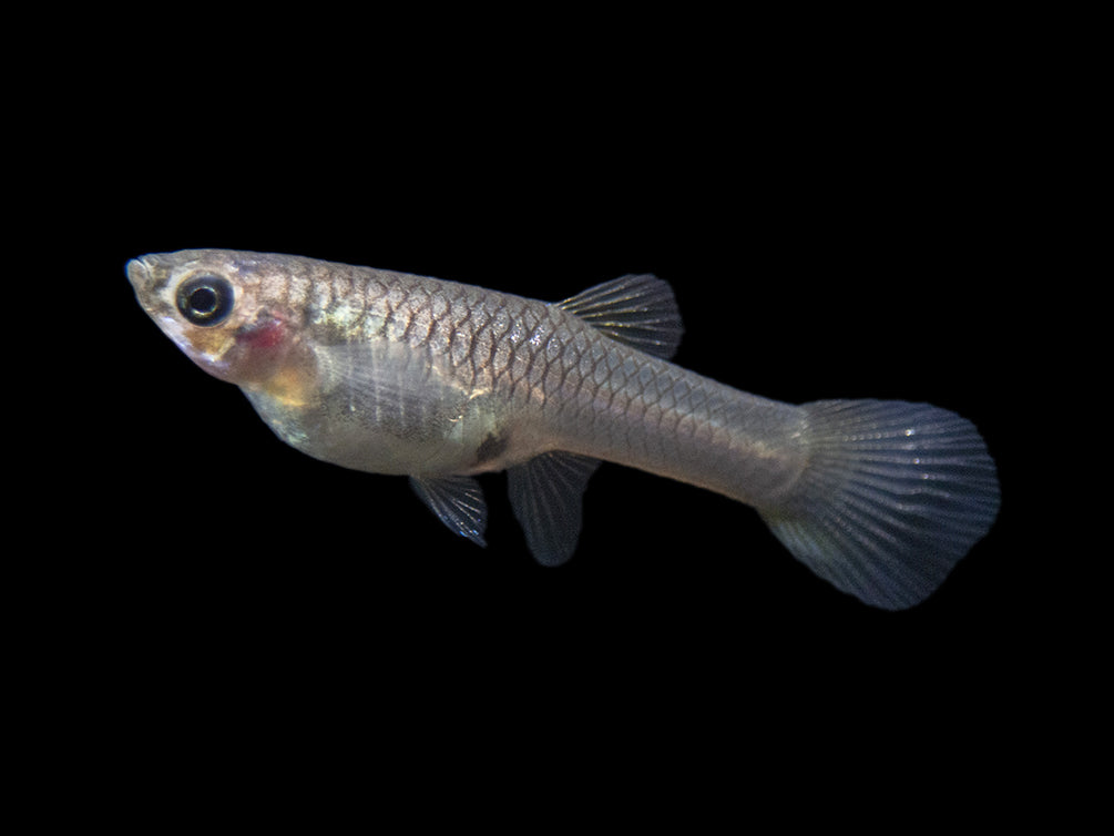Multi-Color Endler (Poecilia wingei), Males and Females - Tank-Bred!