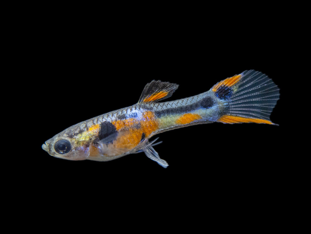 Multi-Color Endler (Poecilia wingei), Males and Females - Tank-Bred!