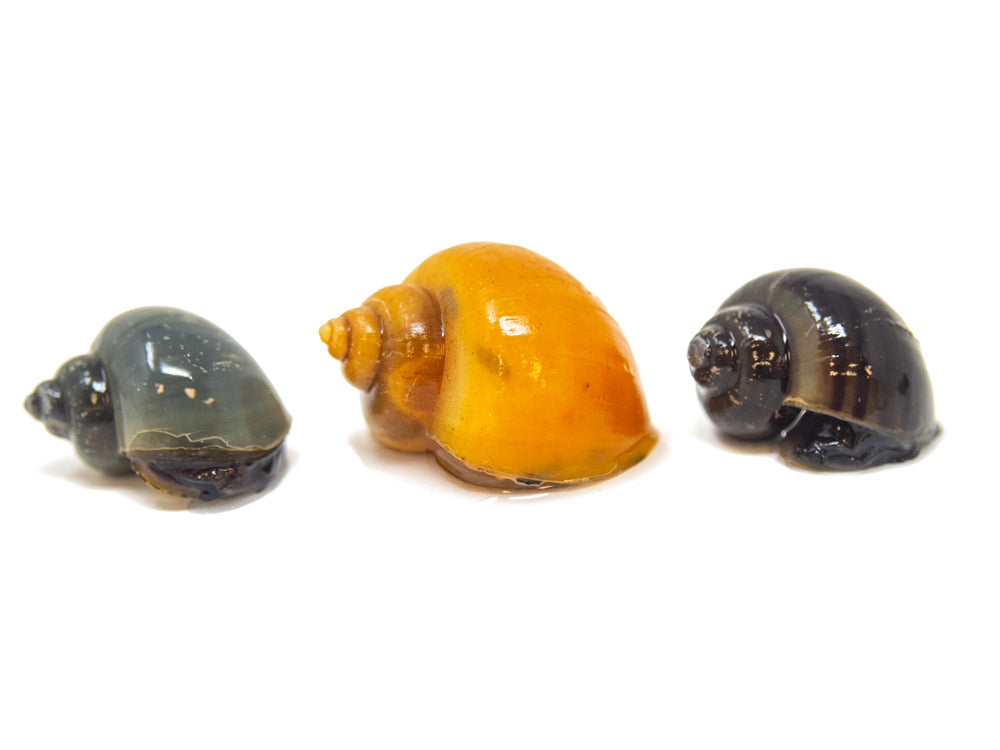 Multi-Color Mystery Snail COMBO PACK (Pomacea bridgesii) - Tank-Bred!