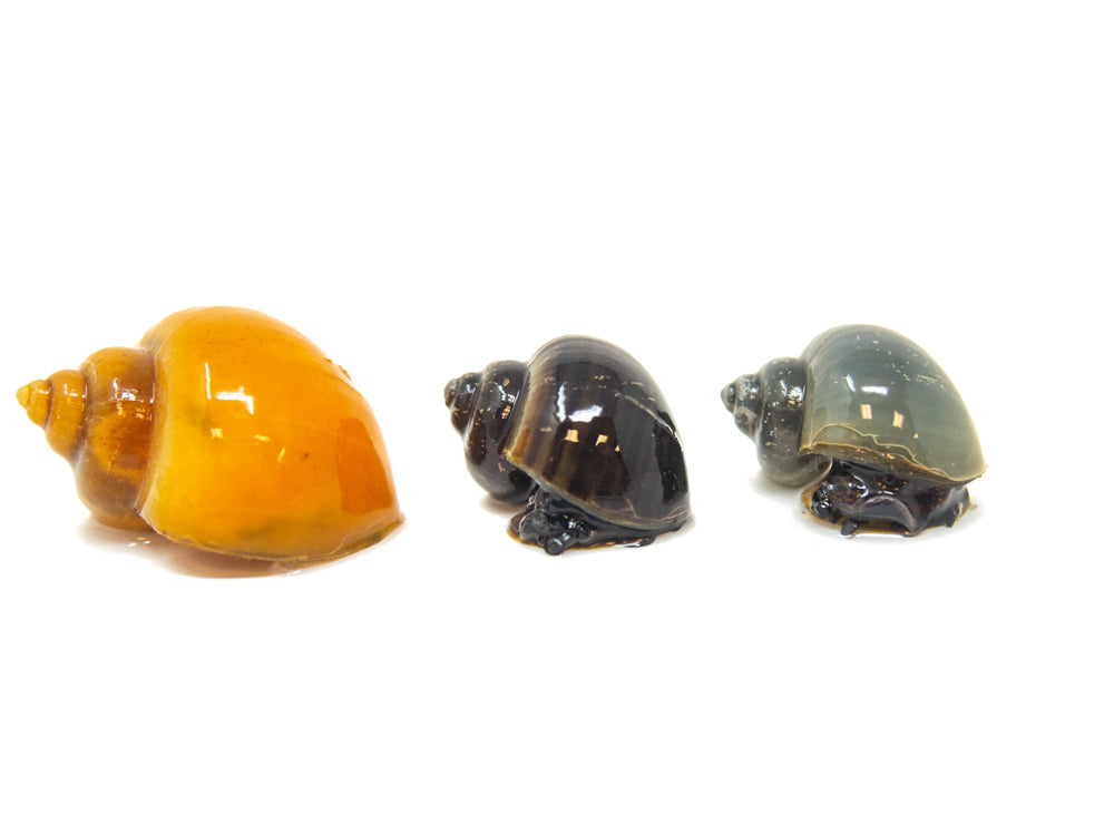 Multi-Color Mystery Snail COMBO PACK (Pomacea bridgesii) - Tank-Bred!
