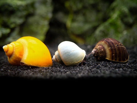 Bright Red Ramshorn Snails (1/4" to 1")