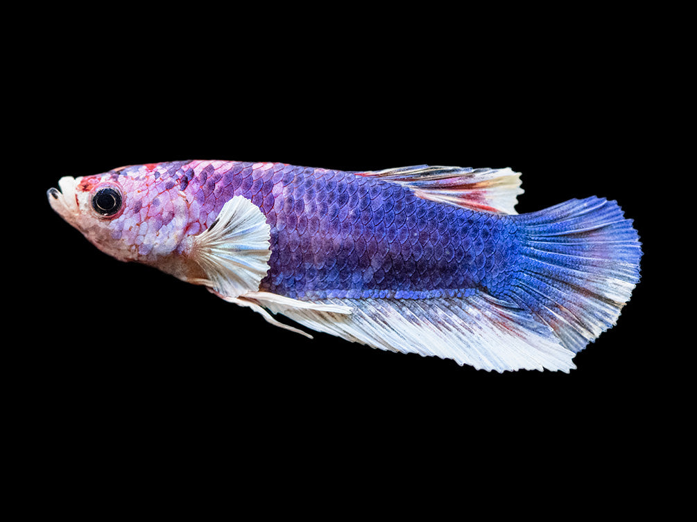 Assorted Multicolor Dumbo Plakat Betta (Betta splendens) - Tank-Bred!
