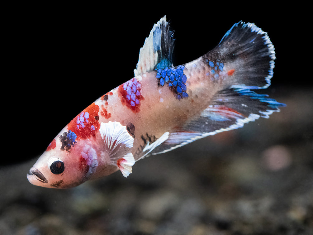 Assorted Multicolor Dumbo Plakat Betta (Betta splendens) - Tank-Bred!