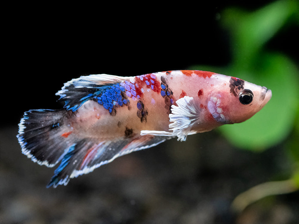 Assorted Multicolor Dumbo Plakat Betta (Betta splendens) - Tank-Bred!
