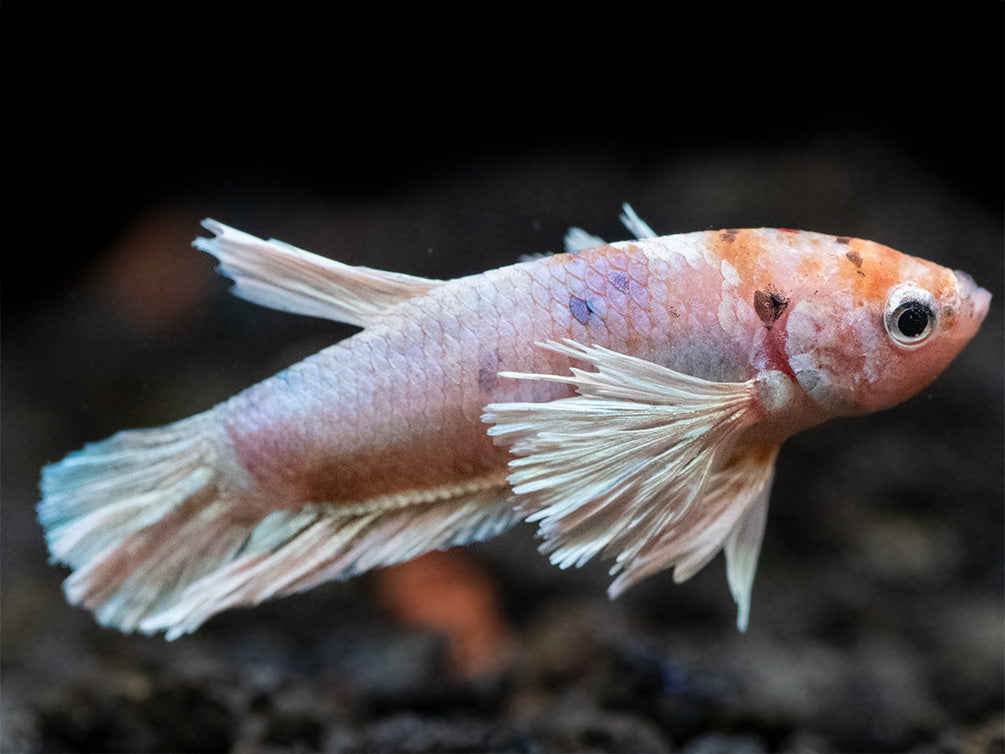 Assorted Multicolor Dumbo Plakat Betta (Betta splendens) - Tank-Bred!