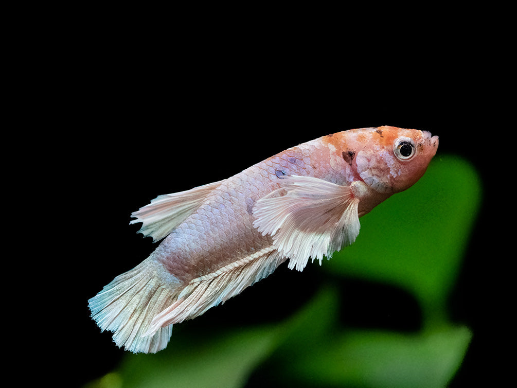 Assorted Multicolor Dumbo Plakat Betta (Betta splendens) - Tank-Bred!